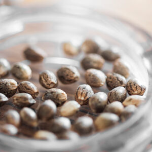 Cannabis Seeds